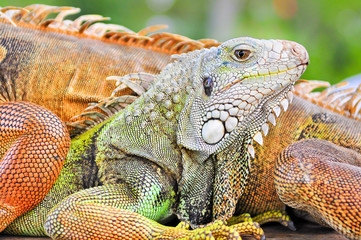 Fototapeta premium Colorful lizard detail