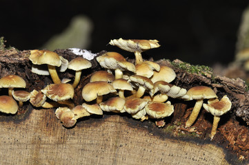 Pilze  an morschem Stamm