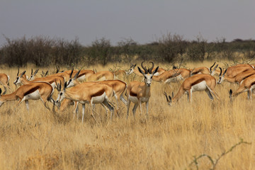 Impalas in der Steppe