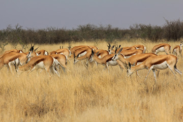 Impalas in der Steppe