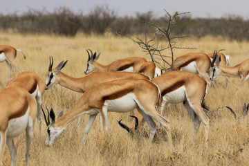 Impalas in Afrika