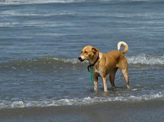 Dog Standing in Shallow Waves