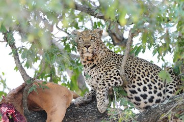 Leopard in a Tree