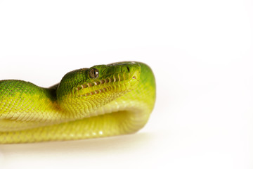 Snake ,Schlange ,Boa,Python,Corallus caninus