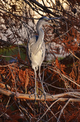 mimicry of blue heron in the foliage in autumn