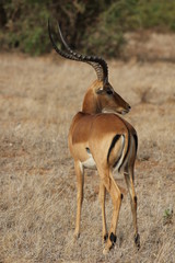grant's gazelle