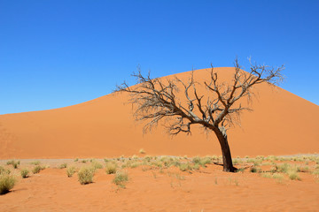 Fototapeta na wymiar Dead Vlei Namibia