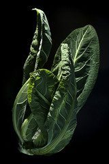 Cavolo Gigante