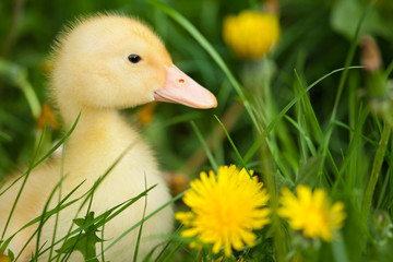 Small duckling