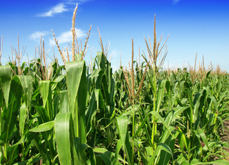 Corn field © Željko Radojko