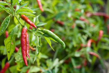 唐辛子の葉と実