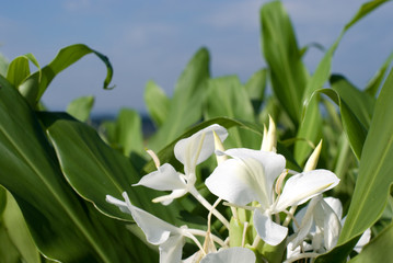 Fototapeta premium ハナシュクシャの花