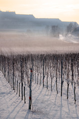 Vineyard landscape in winter