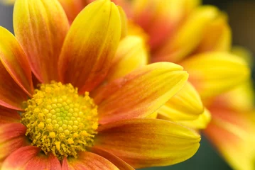 Wandaufkleber Chrysantheme mit orangen Farbverlauf © varts