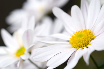 Fleur de chrysanthème blanc
