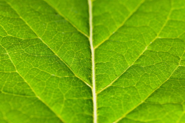 Green leaf extreme close up