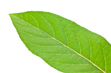 Fototapeta na wymiar Lush green leaf close up