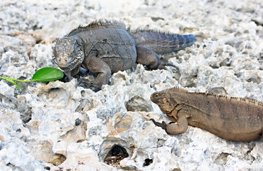 Two wild iguanas divide one green leaf.