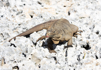 Wild iguana. On east calendar 2012 - year of a dragon.