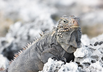 Wild iguana.