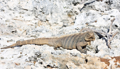 Wild iguana.