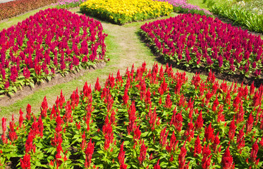 colorful  flower in the garden