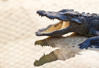 Young Crocodiles resting