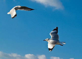 Seagull in blue sky background