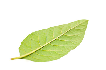 Fototapeta na wymiar Single green leaf on opposite side close up