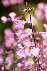 Small purple and white flowers on a sunny day
