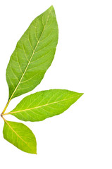 Three lush green leaves