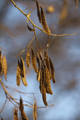 acacia pods close-up