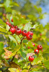Berries of hawthorn 5