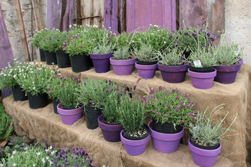 Orto di lavanda