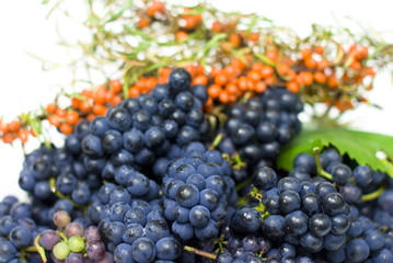 Black grapes and Sea ​​buckthorn on a white background