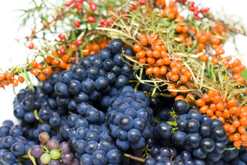 Black grapes and Sea ​​buckthorn on a white background