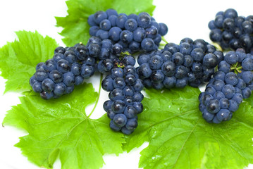 Black grapes and Sea ​​buckthorn on a white background