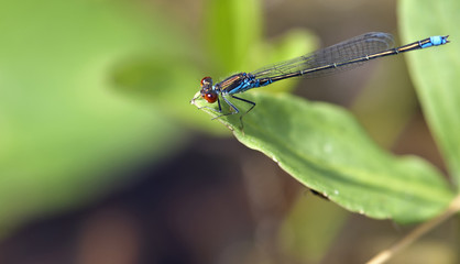 Dragonfly