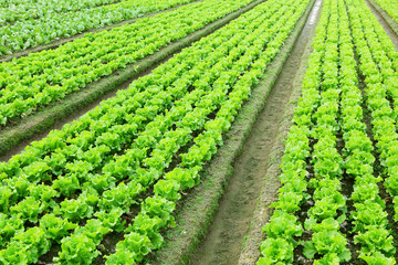 Fototapeta na wymiar lettuce in field