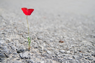 A Single red Poppy