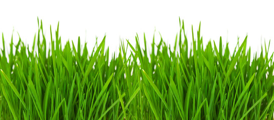 Fototapeta premium Grass border