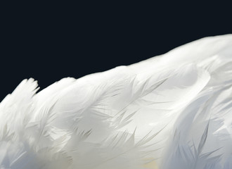 Fototapeta premium Piume