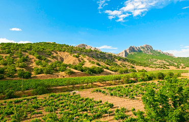 Fototapeta na wymiar vineyard in Crimea, Ukraine