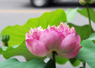 lotus flower in town