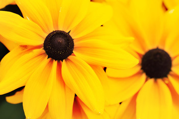 Rudbeckia hirta