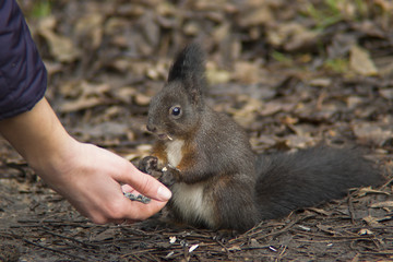 Squirrel eating from hand