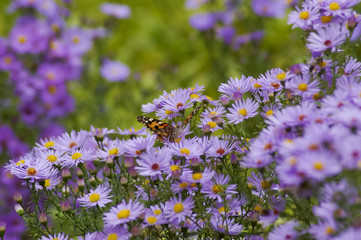 Fototapeta premium Aster flowers with butterfly