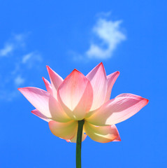 Pink lotus on blue sky and cloud
