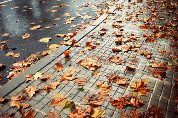 Fototapeta premium Wet road and fallen leaves