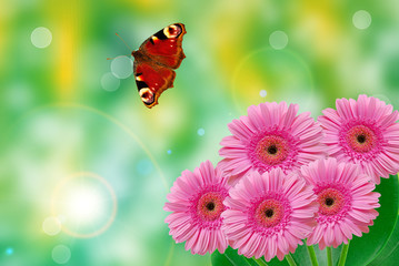 Gerber flowers on green summer background